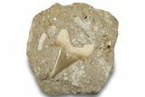 Otodus Shark Tooth Fossil in Rock - Morocco #257676-1